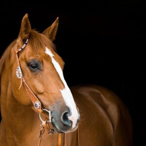 horse, mare, nature, bridle, animal, horse riding, equestrian, brown, mammal
