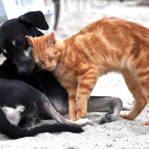 dog, cat, animals, domestic, little cat, animal, tender, pet, mascot, feline, house cat, nature, cute, friend, domestic cat, pets, relaxed cat