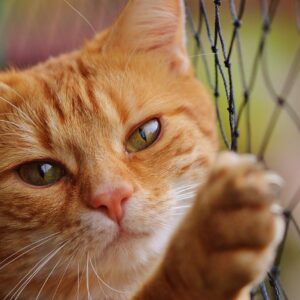 cat, red, cute, mackerel, tiger, cozy, nature, animal, pet, domestic cat, fur, wildlife, domestic animal, cat face, young cat, playful, red mackerel tabby, kitten, red cat, cat eyes, web, cat net