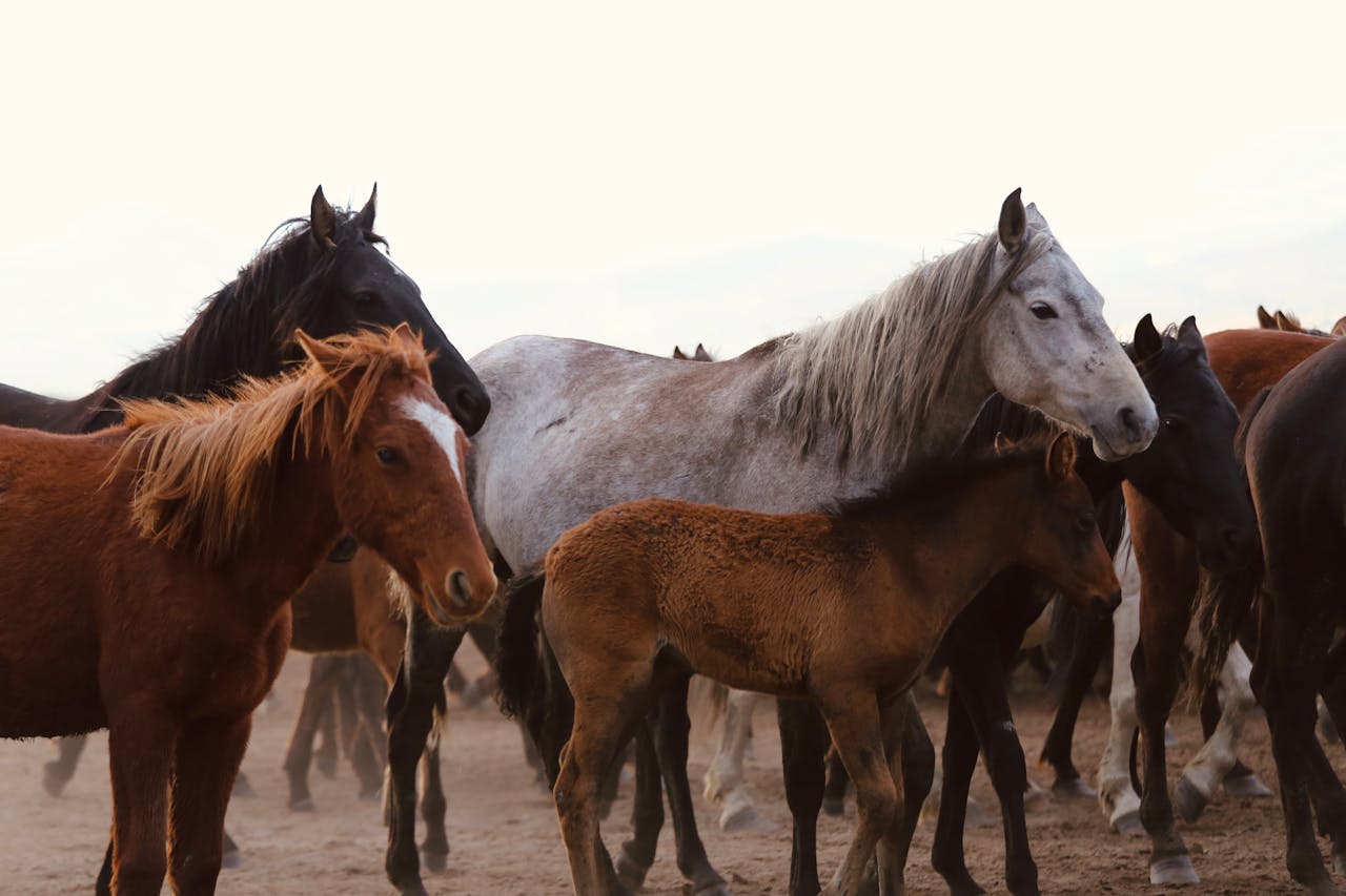 A herd of wild horses standing together, showcasing diverse colors and breeds.